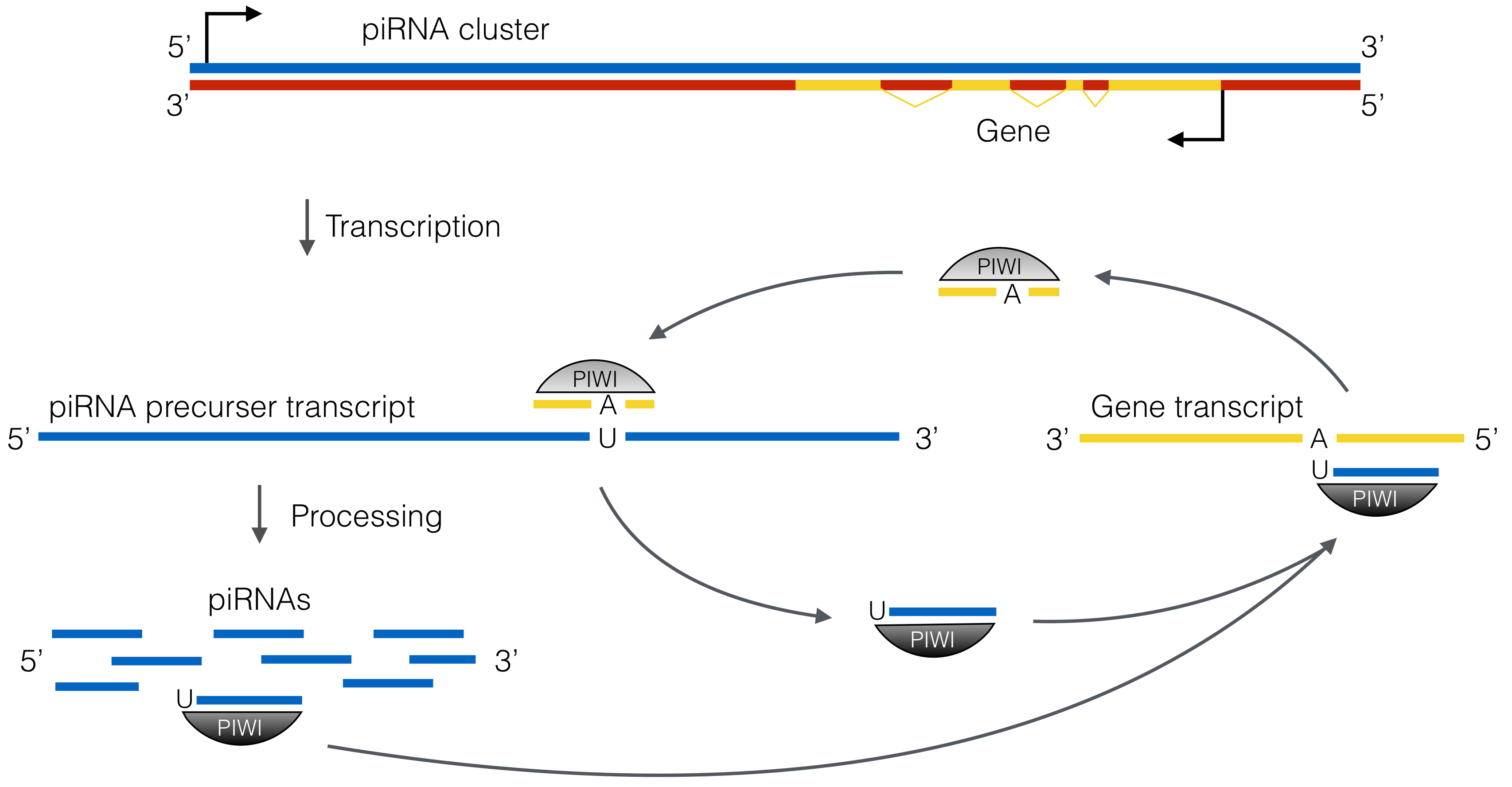 piRNAs target transcripts of protein-coding genes