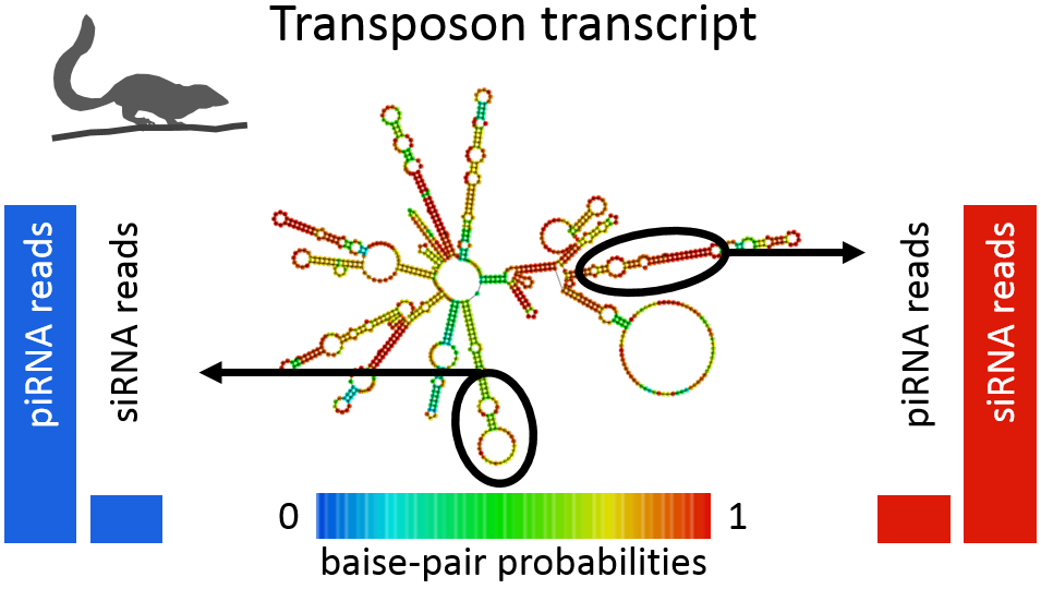 piRNAs and siRNAs target transposon transcripts