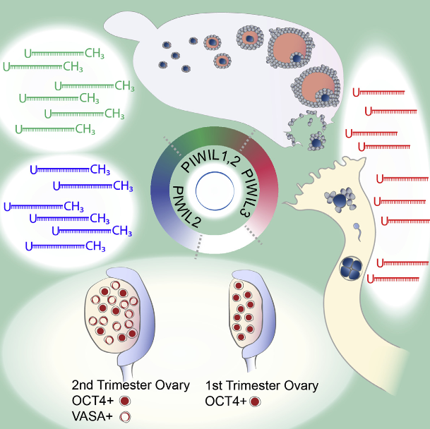 piRNAs in oocytes