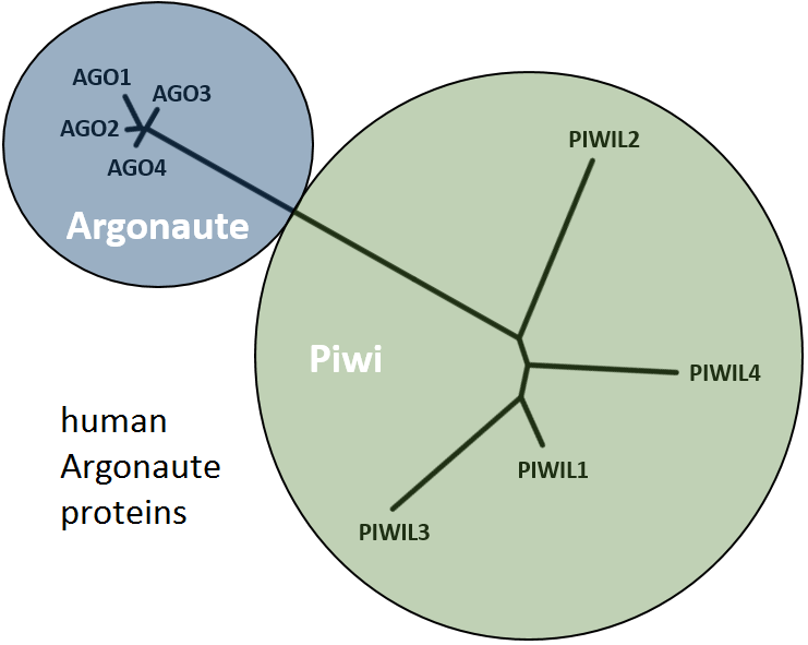 Argonautes