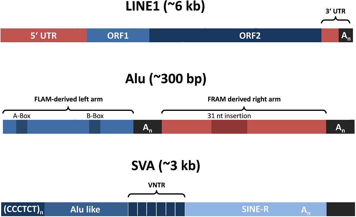 active human transposons