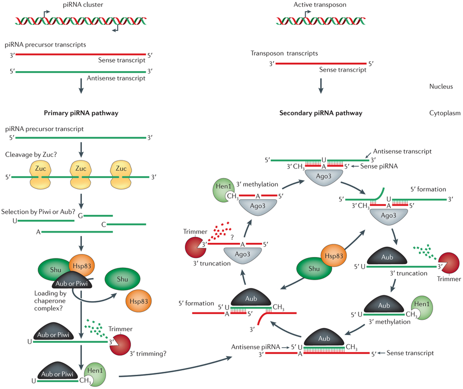 piRNA biogenesis