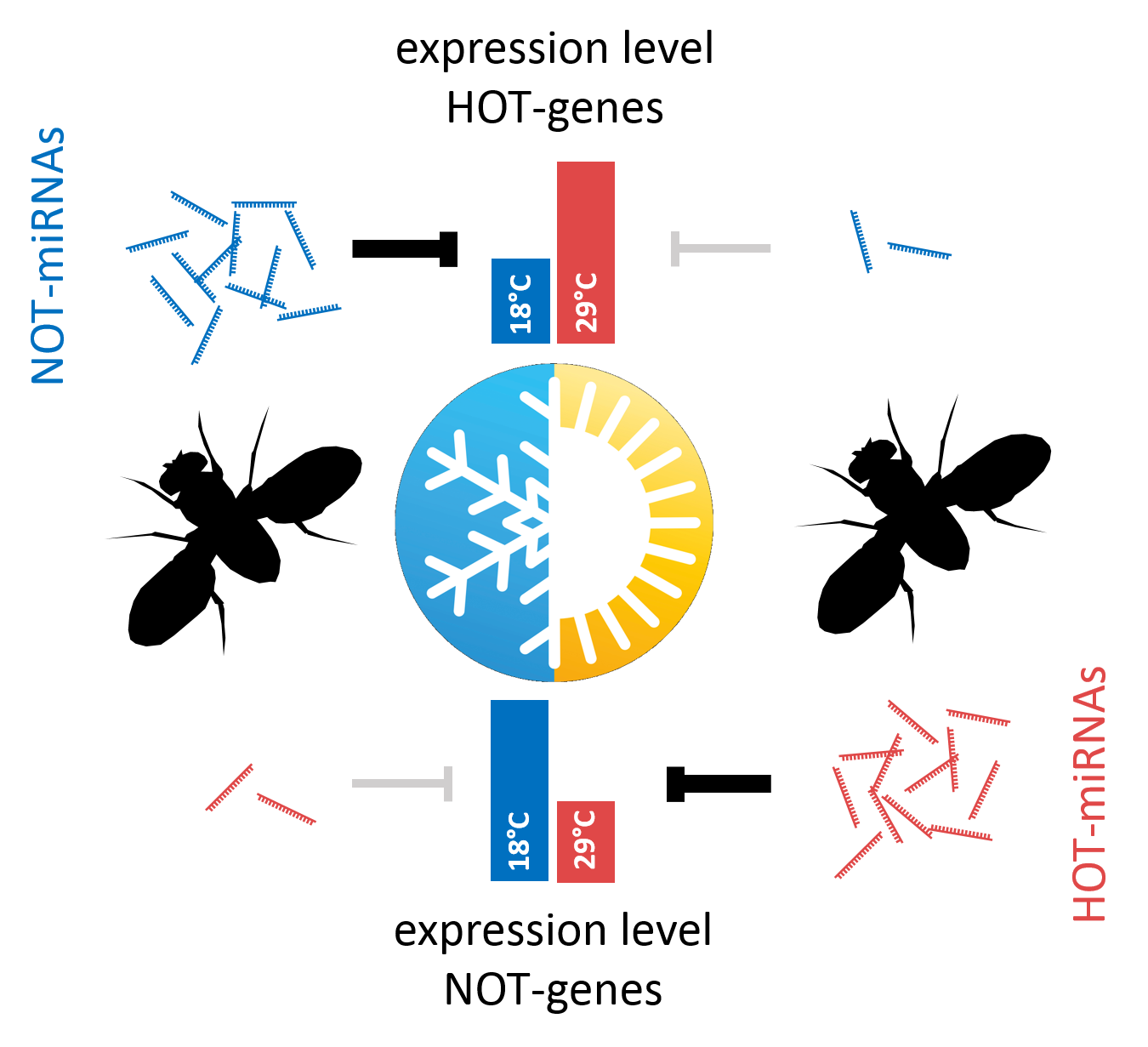 temperature-responsive miRNAs